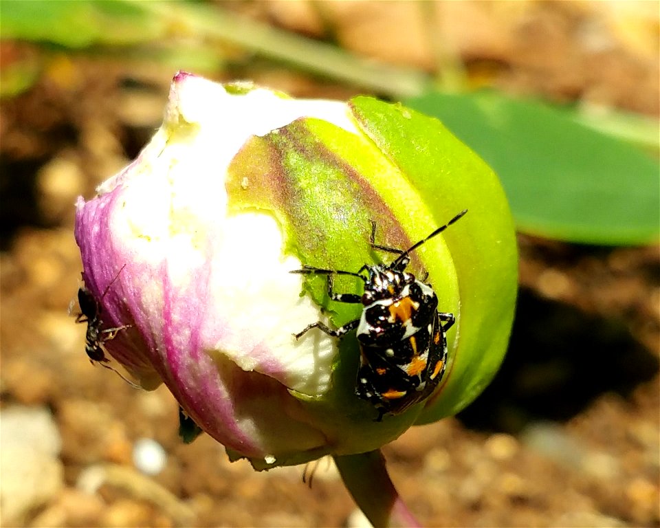 Cropped from Stenozygum coloratum on a Capparis zoharyi bud.jpg