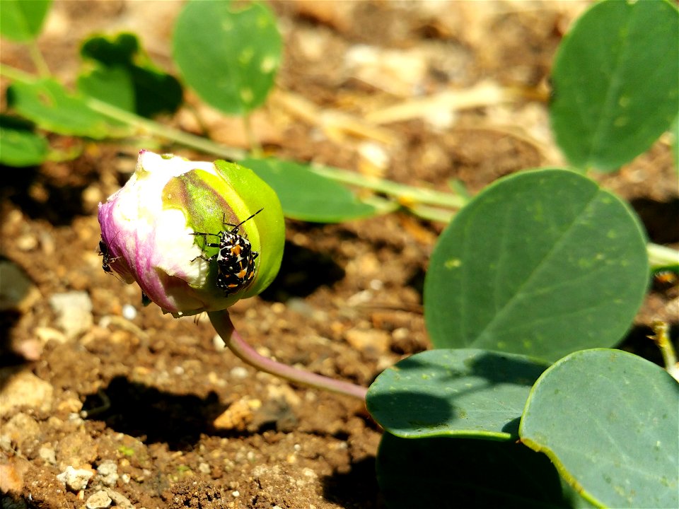 Cropped from Stenozygum coloratum on a Capparis zoharyi bud.jpg