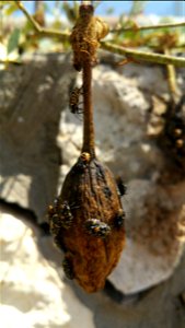 Stenozygum coloratum on a half-dry fruit of Capparis zoharyi