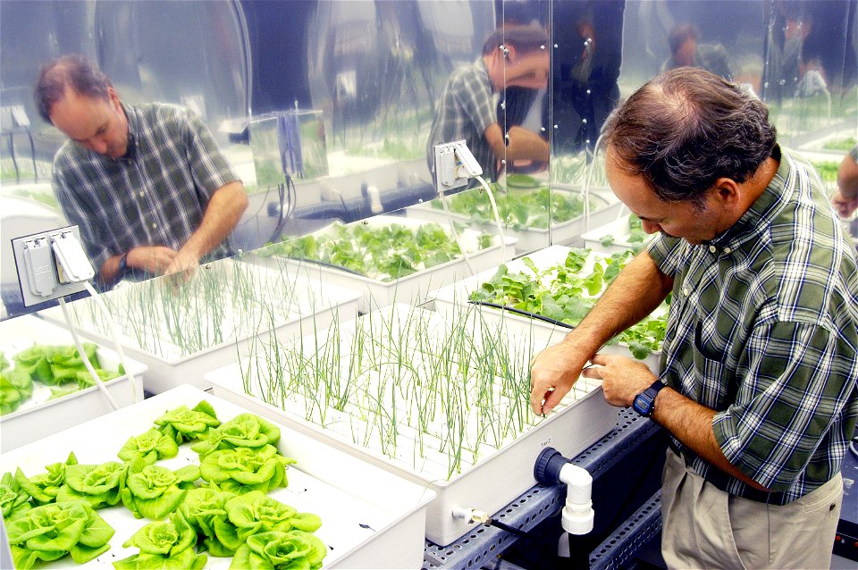 In a plant growth chamber in the KSC Space Life Sciences Lab, plant physiologist Ray Wheeler checks onions being grown using hydroponic techniques. The other plants are Bibb lettuce (left) and radishe