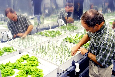 In a plant growth chamber in the KSC Space Life Sciences Lab, plant physiologist Ray Wheeler checks onions being grown using hydroponic techniques. The other plants are Bibb lettuce (left) and radishe