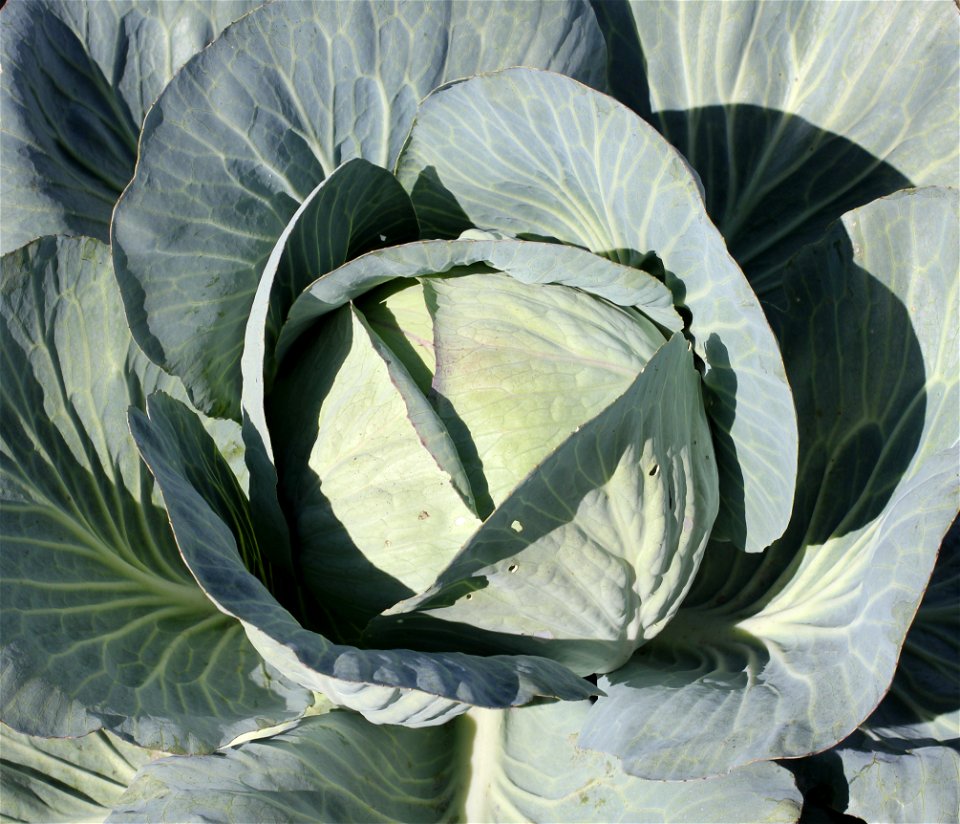 Cabbage (Brassica oleracea) in a kitchen garden.