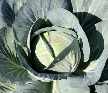 Cabbage (Brassica oleracea) in a kitchen garden.