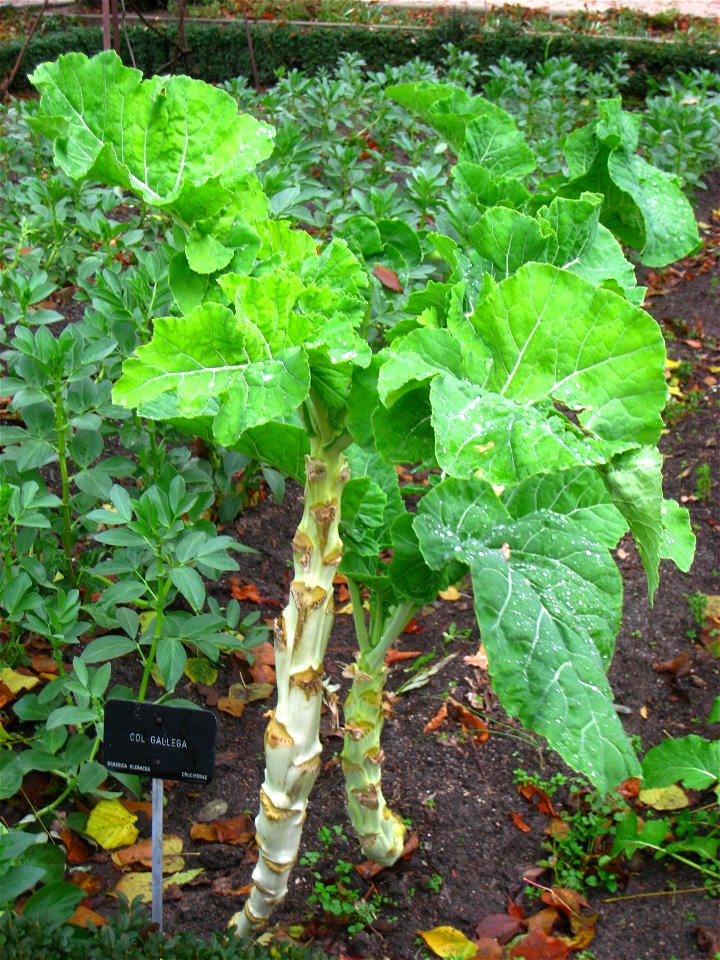Brassica oleracea - Royal Botanical Garden, Madrid, Spain. I took this photograph.