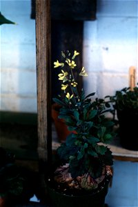 Brassica oleracea photo
