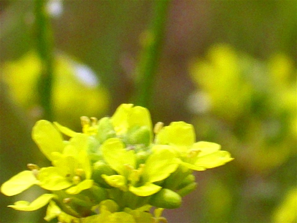 Brassica oleracea var. oleracea flowers Campo de Calatrava, Spain