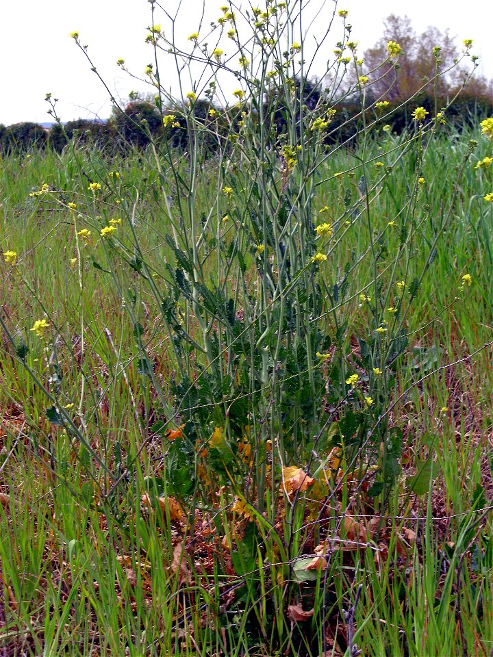 Brassica oleracea var. oleracea habit Campo de Calatrava, Spain