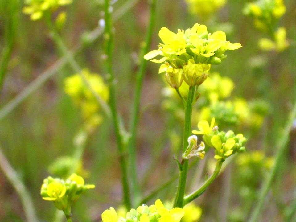 Brassica oleracea var. oleracea flowers and fruits Campo de Calatrava, Spain