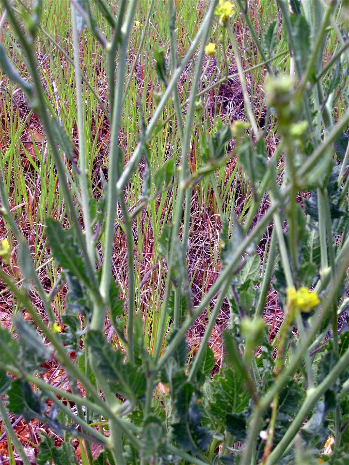 Brassica oleracea var. oleracea stems and leaves Campo de Calatrava, Spain