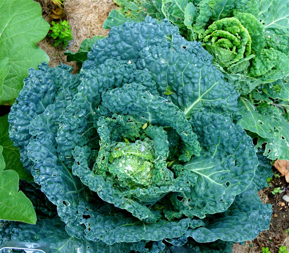 Brassica oleracea var. sabauda, from the vegetable garden of the Jardin des Plantes in Paris