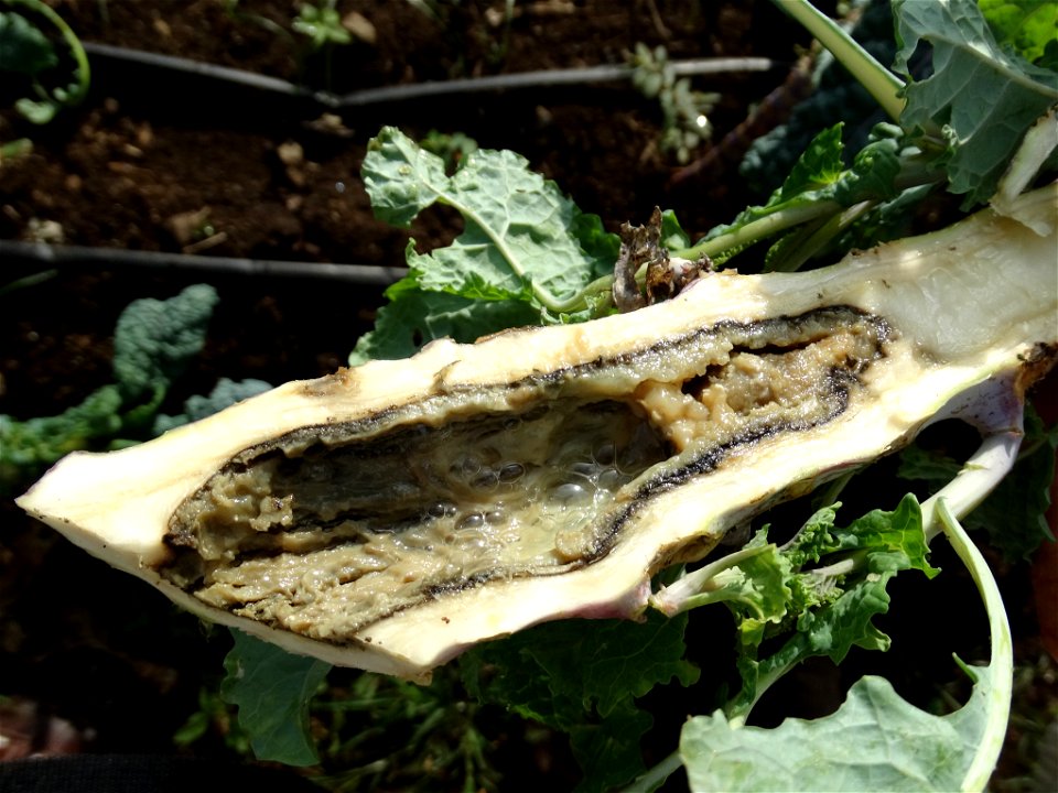 Brassica oleracea with Erwinia carotovora subsp. carotovora.