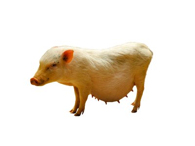 Farm domestic pig isolated photo