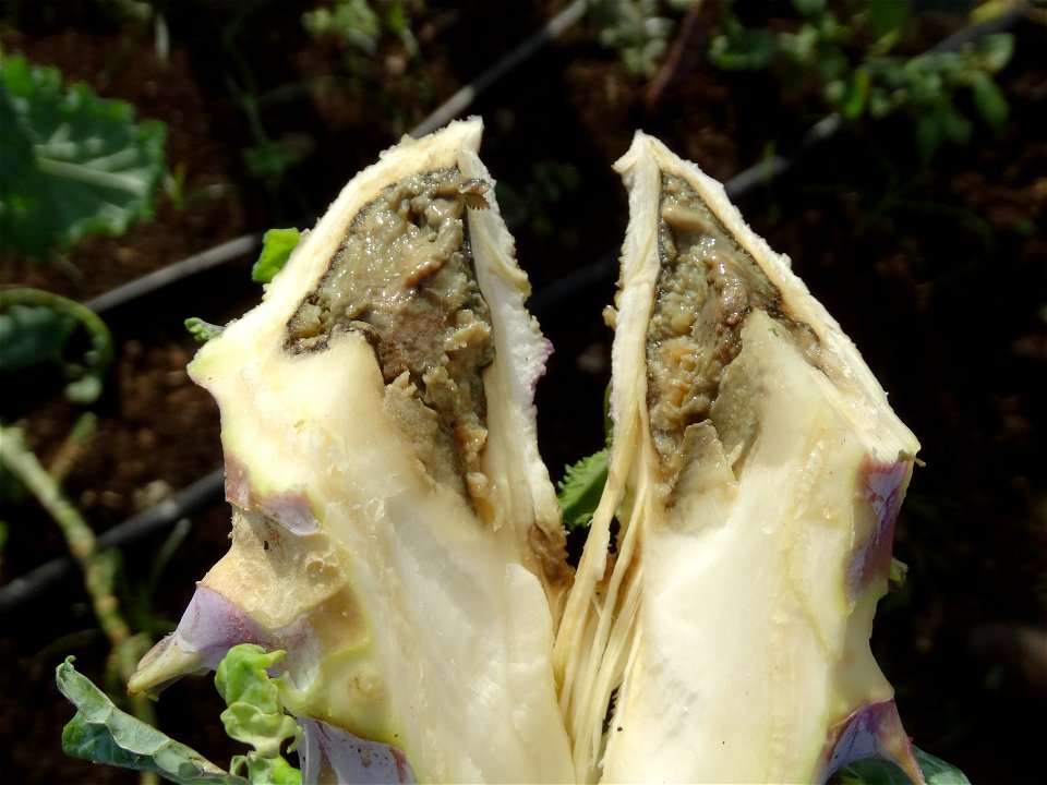 Brassica oleracea with Erwinia carotovora subsp. carotovora.