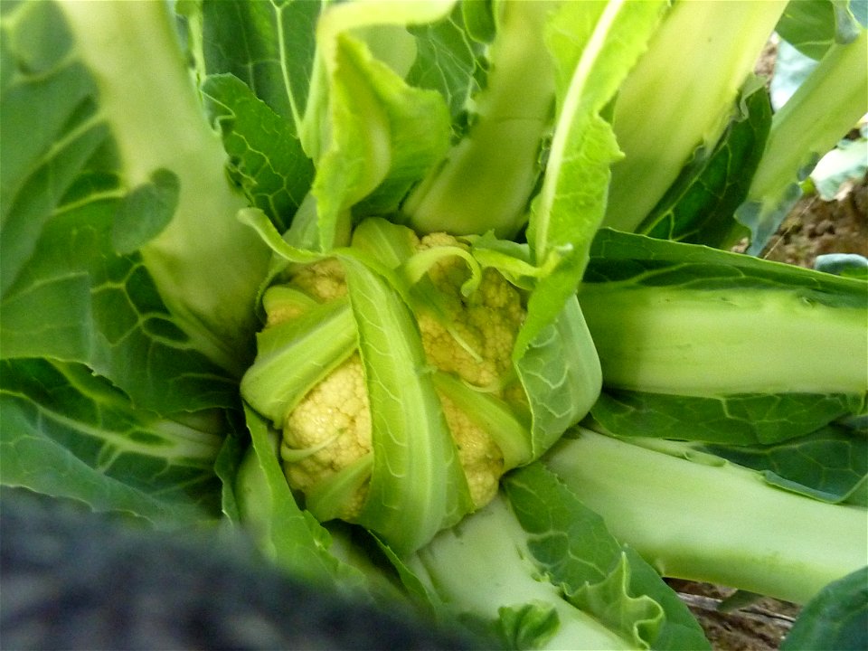 Il Broccolo di Torbole,  nome scientifico  Brassica oleracea botrytis varietà cymosa.