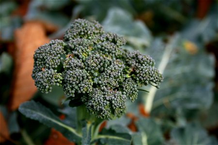 Broccoli Brassica oleracea var. botrytis italica photo