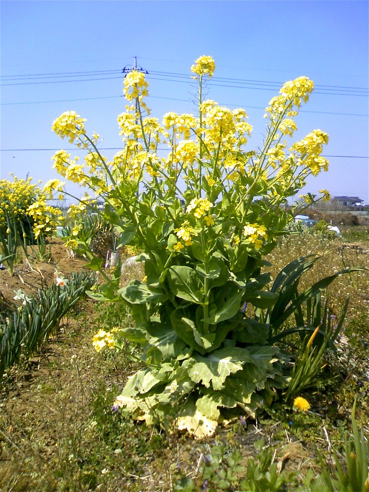 Blooming cabage.at Saitama,Japan.