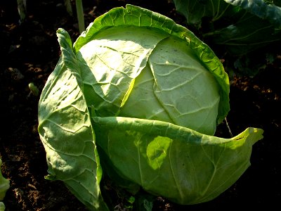 Cabbage from Bulgaria photo