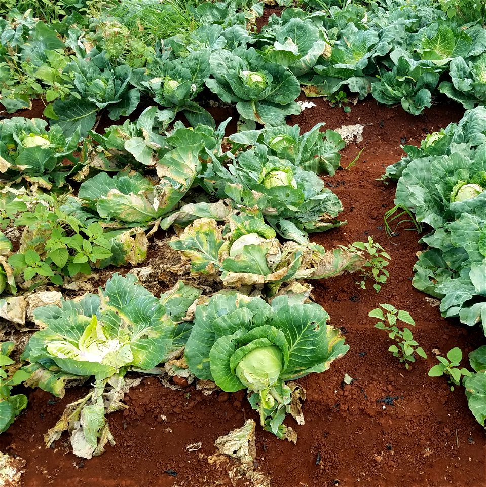 Pathogen: Xanthomonas campestris pv. campestris (bacterium)
Symptom: 'V'-shaped lesions at leaf margins.



In an email to Wikimedia Commons' Volunteer Response Team, Scot Nelson has released all cont