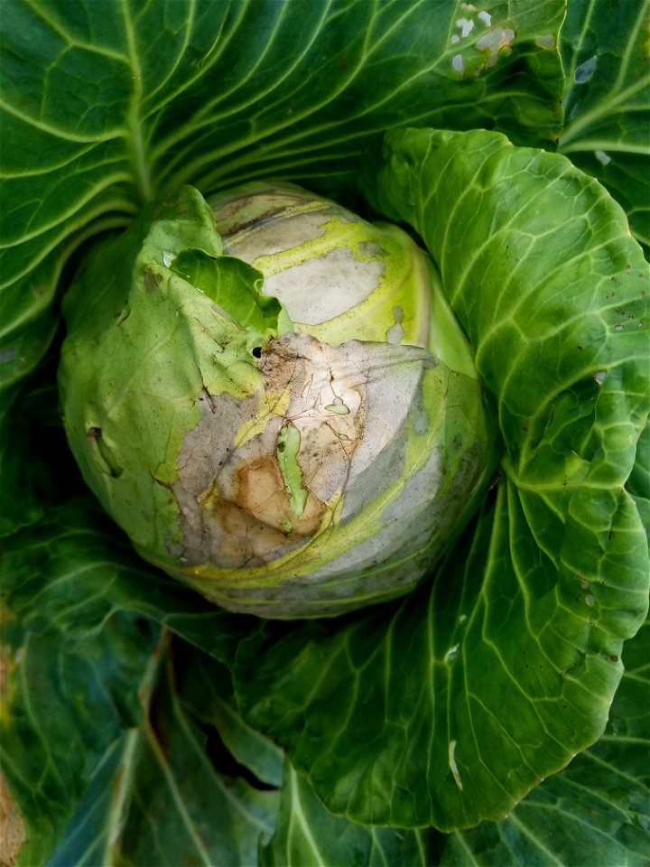 Pathogen: Xanthomonas campestris pv. campestris (bacterium)
Symptom: 'V'-shaped lesions at leaf margins.



In an email to Wikimedia Commons' Volunteer Response Team, Scot Nelson has released all cont