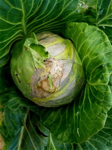 Pathogen: Xanthomonas campestris pv. campestris (bacterium) Symptom: 'V'-shaped lesions at leaf margins. In an email to Wikimedia Commons' Volunteer Response Team, Scot Nelson has released all cont photo