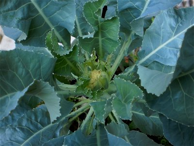 Cauliflower closeup photo