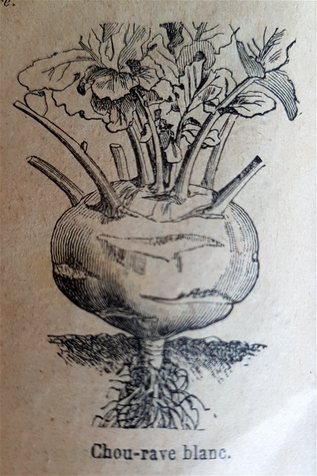 illustration de chou-rave (catalogue Vilmorin-Andrieux du printemps 1900)