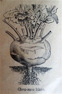 illustration de chou-rave (catalogue Vilmorin-Andrieux du printemps 1900) photo
