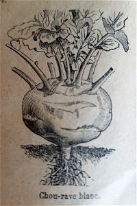 illustration de chou-rave (catalogue Vilmorin-Andrieux du printemps 1900)
