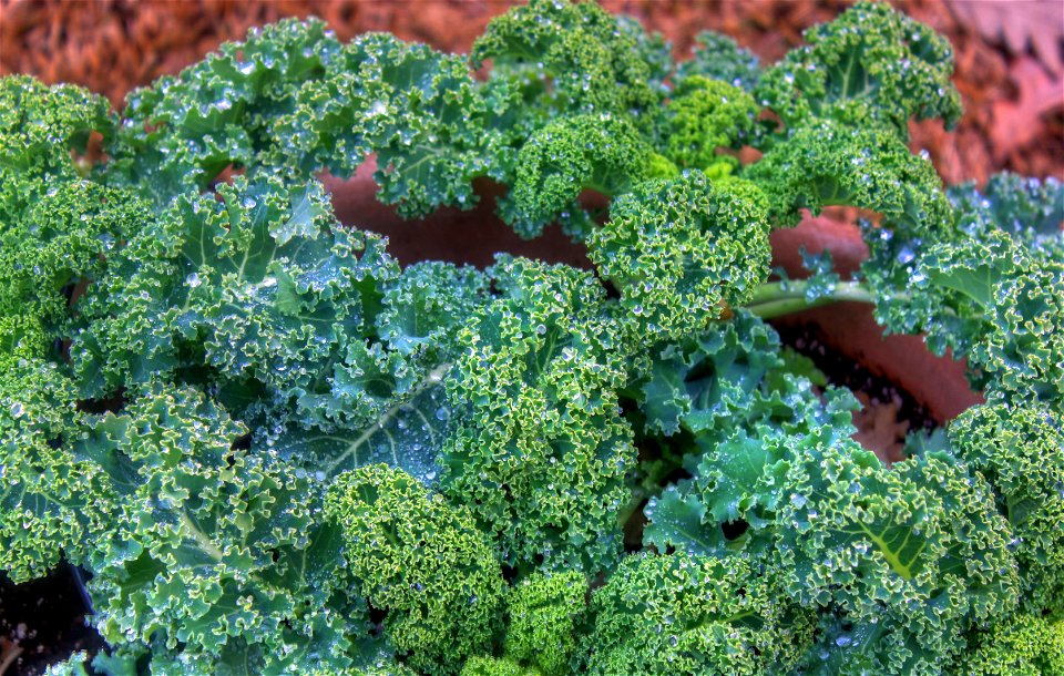  ; Flowers, trees, and other plant stuff
A pot of Ornamental Kale (Brassica oleracea)
