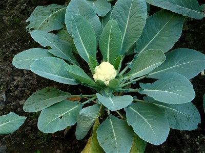 A growing head of cauliflower photo