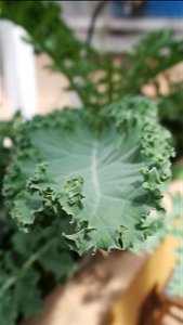 Kale from Caroline's garden. Gold Hill, Colorado photo