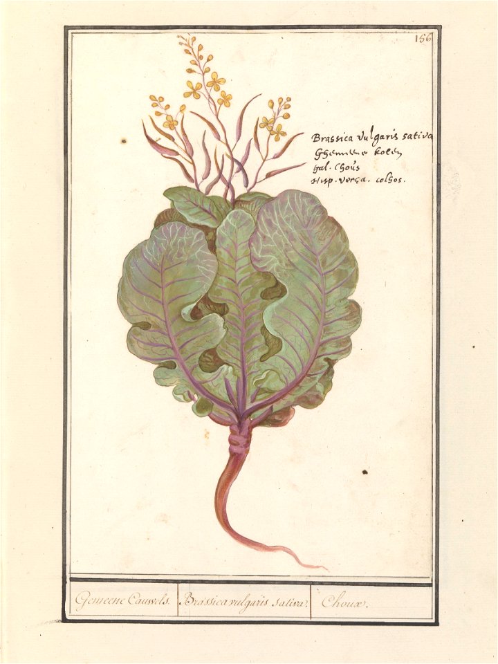 IdentificatieTitel(s): Kool (Brassica oleracea)Gemeene Cauwels. / Brassica vulgaris saliva. / Choux. (titel op object)Objecttype: tekening Objectnummer: RP-T-BR-2017-1-9-61Omschrijving: Groenpaarse (s