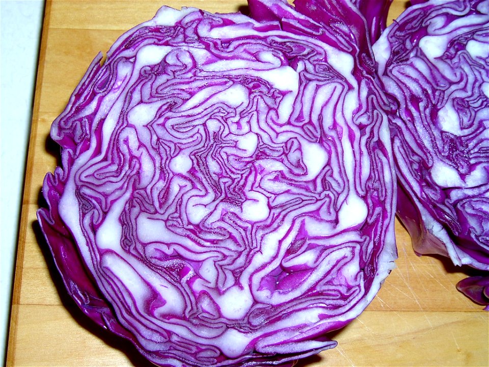 I cut a head of purple cabbage in half and saw this wonderful sight, so I took a picture and thought I should share it with the world. Enjoy this natural fractal. Aimee Justice >^..^<  FractalFr