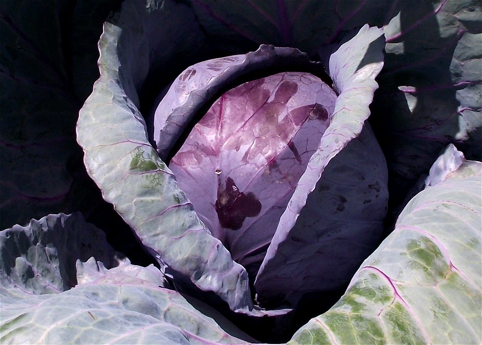 Red cabbage at the San Diego County Fair, California, USA. Identified by exhibitor's sign.