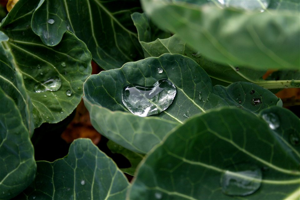 Dew on leaves of brussels sprout Brassica oleracea var. gemmifera