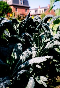 Tuscan kale Cavalo nero photo