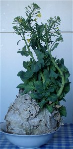 Cabbage in blossom in January 2008 after being held on a closed balcony since the autumn 2007 photo