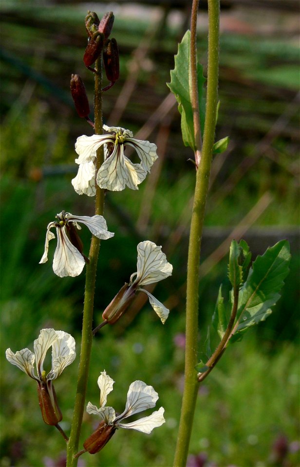 Eruca sativa, flowers, Untereisesheim, Germany