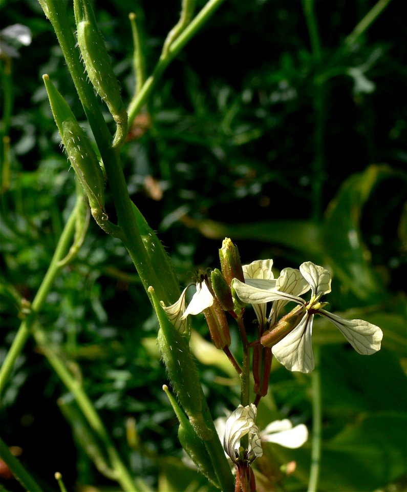 Eruca sativa - garden rocket - arugula