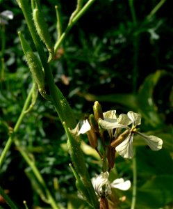 Eruca sativa - garden rocket - arugula