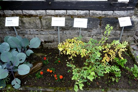 Westfälisches Freilicht-Museum, Färberpflanzen, Juli 2021, 2021