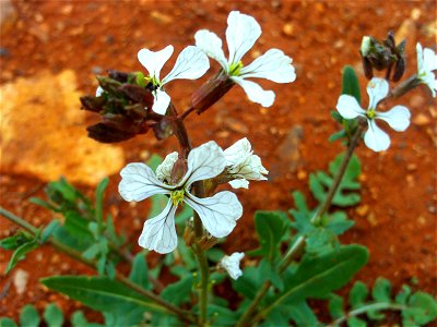 Eruca vesicaria flowers close up, Cañada de Calatrava, Campo de Calatrava, Spain