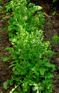 Eruca sativa, flowering plants, Untereisesheim, Germany