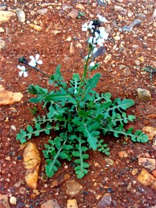 Eruca versicaria Habit, Cañada de Calatrava, Campo de Calatrava, Spain
