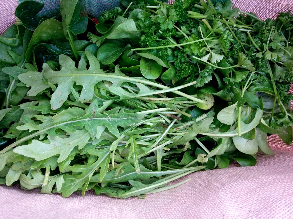 Bag containing Gemüsekoop's weekly delivery of vegetables. This time ruccola, parsley, baby spinach and feldsalat.