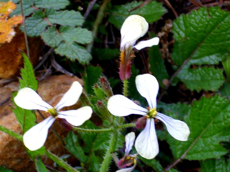 Eruca vesicaria flowers close up, Dehesa Boyal de Puertollano, Spain