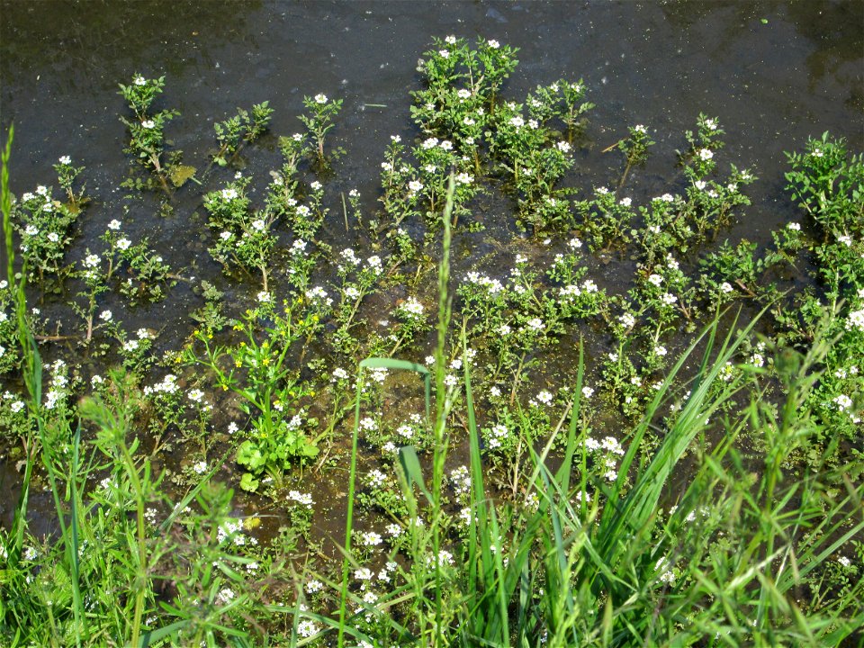 Echte Brunnenkresse (Nasturtium officinale) in einem Entwässerungsgraben im Landschaftsschutzgebiet „Hockenheimer Rheinbogen“