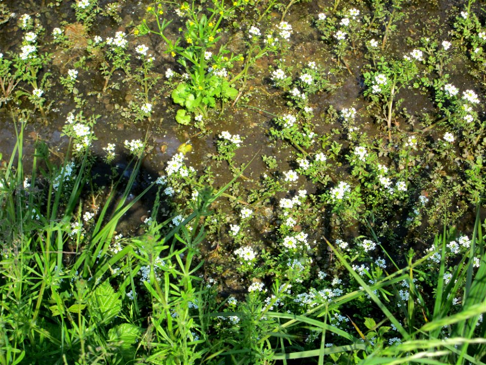 Echte Brunnenkresse (Nasturtium officinale) in einem Entwässerungsgraben im Landschaftsschutzgebiet „Hockenheimer Rheinbogen“