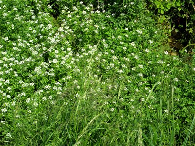 Echte Brunnenkresse (Nasturtium officinale) in einem Entwässerungsgraben im Landschaftsschutzgebiet „Hockenheimer Rheinbogen“