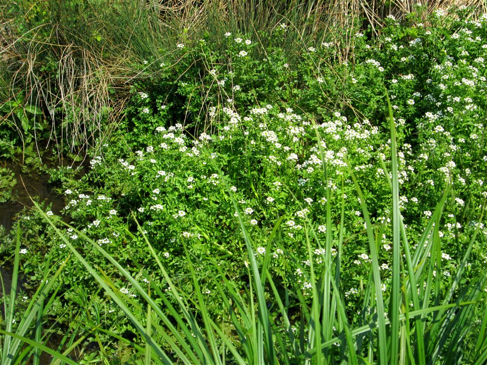 Echte Brunnenkresse (Nasturtium officinale) in einem Entwässerungsgraben im Landschaftsschutzgebiet „Hockenheimer Rheinbogen“